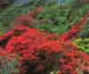 Rata, Stewart Island, New Zealand